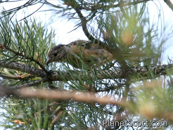 Brambling (Fringilla montifringilla)