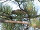 Brambling (Fringilla montifringilla)