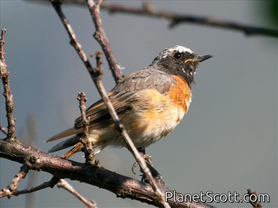 Common Redstart (Phoenicurus phoenicurus) Male