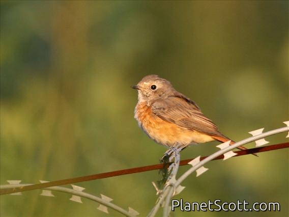 Common Redstart (Phoenicurus phoenicurus) Female