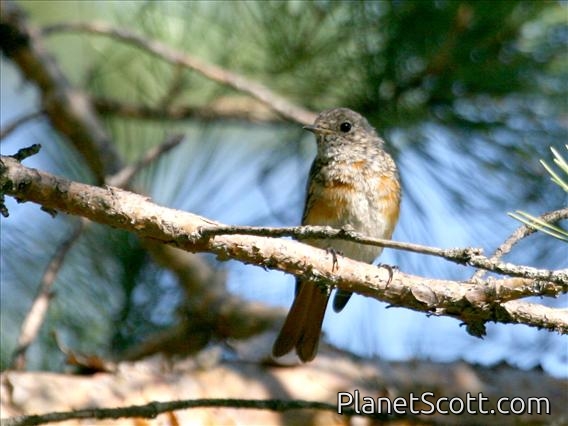 Common Redstart (Phoenicurus phoenicurus)