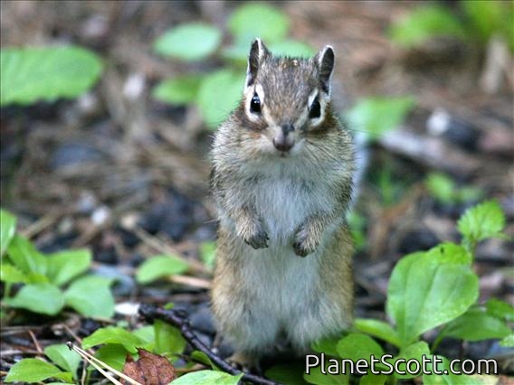 Siberian Chipmunk (Tamias Sibericus)