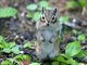 Siberian Chipmunk (Tamias Sibericus)