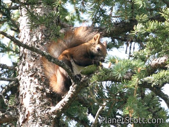 Eurasian Red Squirrel (Sciurus vulgaris)