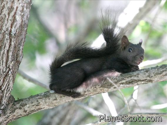 Eurasian Red Squirrel (Sciurus vulgaris)