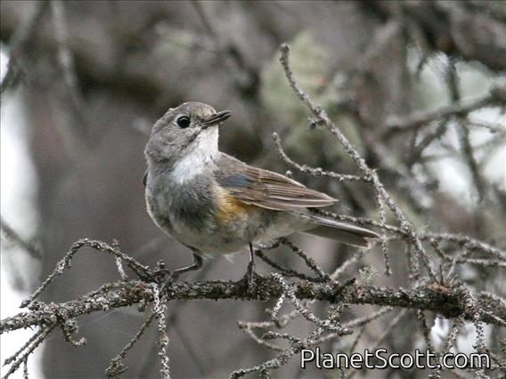 Orange-flanked Bush-Robin (Tarsiger cyanurus)