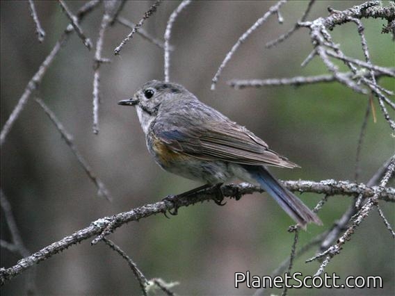 Orange-flanked Bush-Robin (Tarsiger cyanurus)