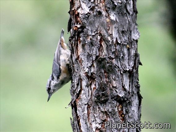 Wood Nuthatch (Sitta europaea)