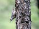 Wood Nuthatch (Sitta europaea)