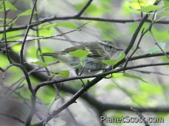 Yellow-browed Warbler (Phylloscopus inornatus)