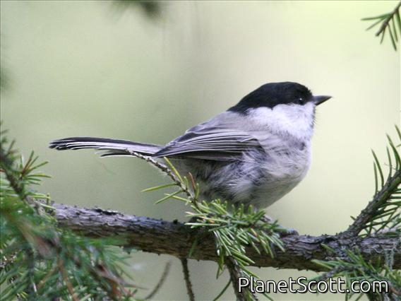 Willow Tit (Parus montanus)