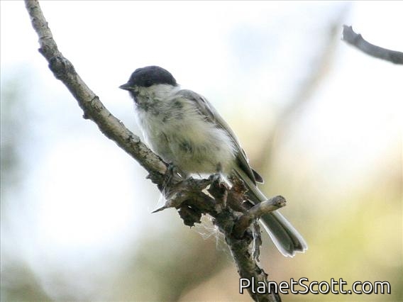 Marsh Tit (Parus palustris)