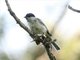 Marsh Tit (Parus palustris)
