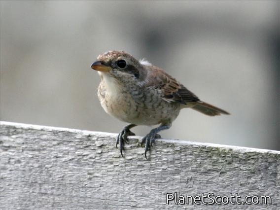 Brown Shrike (Lanius cristatus)