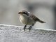 Brown Shrike (Lanius cristatus)