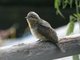 Eurasian Wryneck (Jynx torquilla)