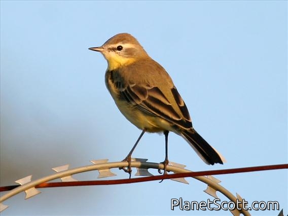 Yellow Wagtail (Motacilla flava) Male, Siberia