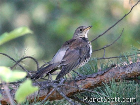 Fieldfare (Turdus pilaris)