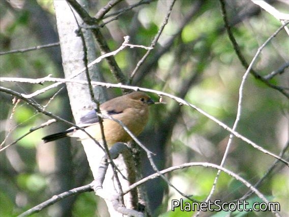 Eurasian Bullfinch (Pyrrhula pyrrhula) Juvenile