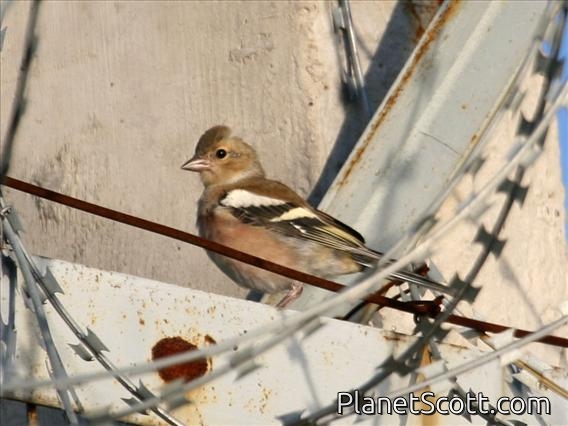Chaffinch (Fringilla coelebs)