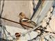 Chaffinch (Fringilla coelebs) 