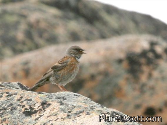 Rufous-streaked Accentor (Prunella himalayana)