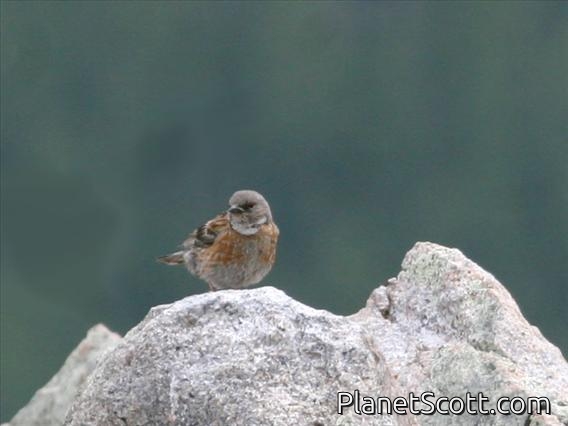 Rufous-streaked Accentor (Prunella himalayana)