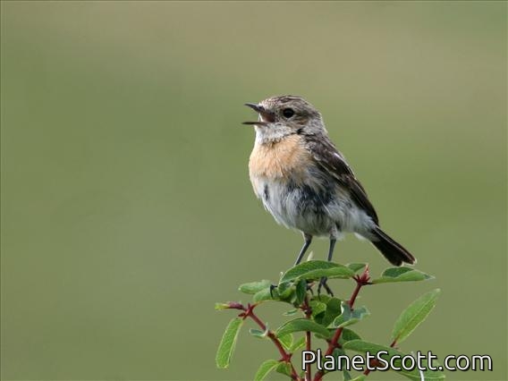 Siberian Stonechat (Saxicola maurus)