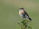 Siberian Stonechat (Saxicola maurus)