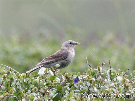 Water Pipit (Anthus spinoletta)