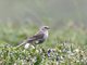 Water Pipit (Anthus spinoletta)