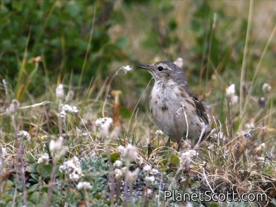Water Pipit (Anthus spinoletta)