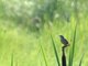 Palla's Grasshopper Warbler (Locustella certhiola)