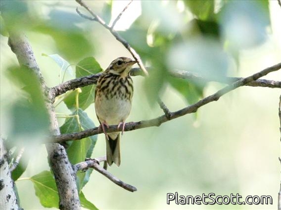 Olive-backed Pipit (Anthus hodgsoni)