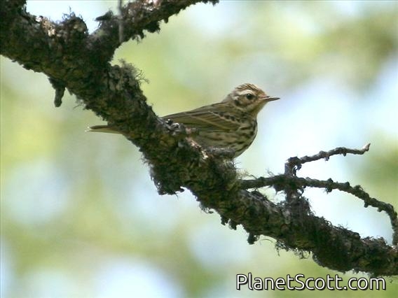 Olive-backed Pipit (Anthus hodgsoni)