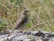 Tree Pipit (Anthus trivialis)