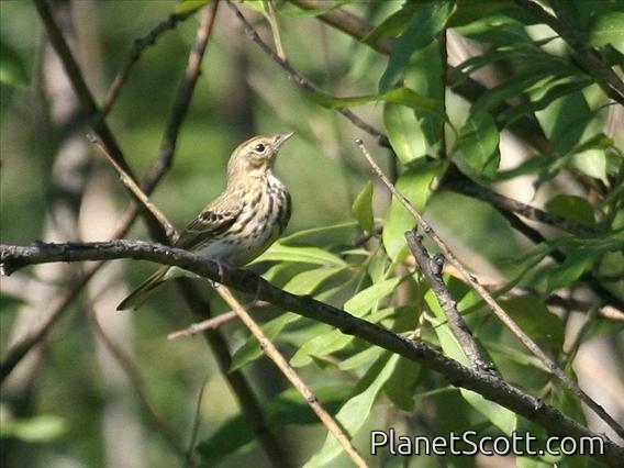 Tree Pipit (Anthus trivialis)