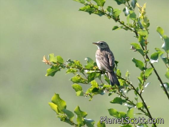 Richard's Pipit (Anthus richardi)
