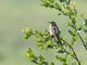 Richard's Pipit (Anthus richardi)