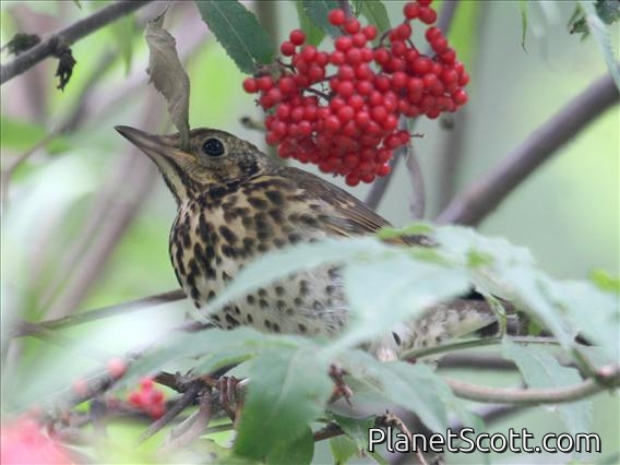 Song Thrush (Turdus philomelos)