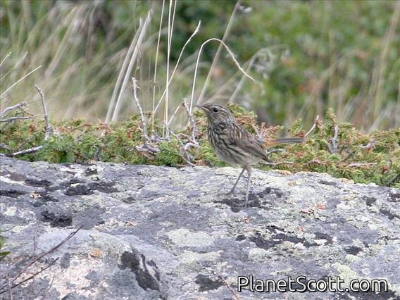 Bluethroat (Luscinia svecica) Juvenile