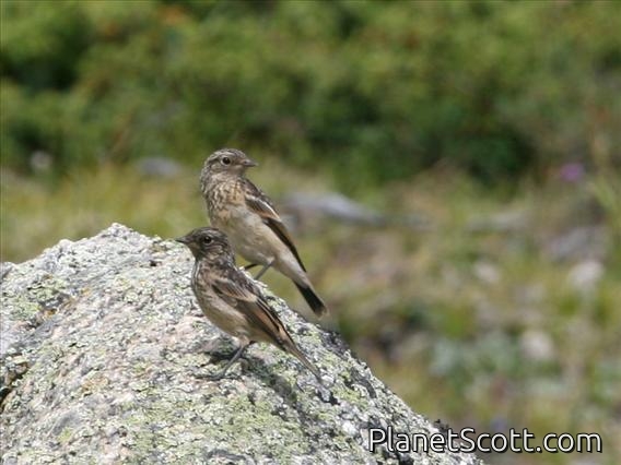 Siberian Stonechat (Saxicola maurus) Juveniles