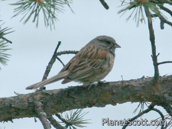 Godlewski's Bunting (Emberiza godlewskii)