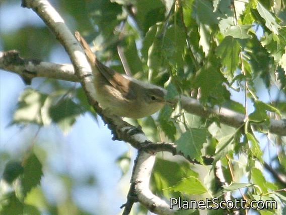 Dusky Warbler (Phylloscopus fuscatus)