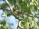 Dusky Warbler (Phylloscopus fuscatus)