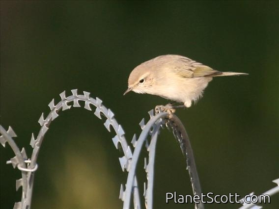 Common Chiffchaff (Phylloscopus collybita) Siberian form