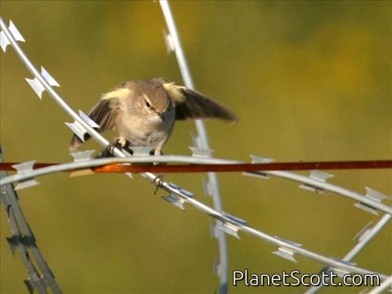 Common Chiffchaff (Phylloscopus collybita) Siberian