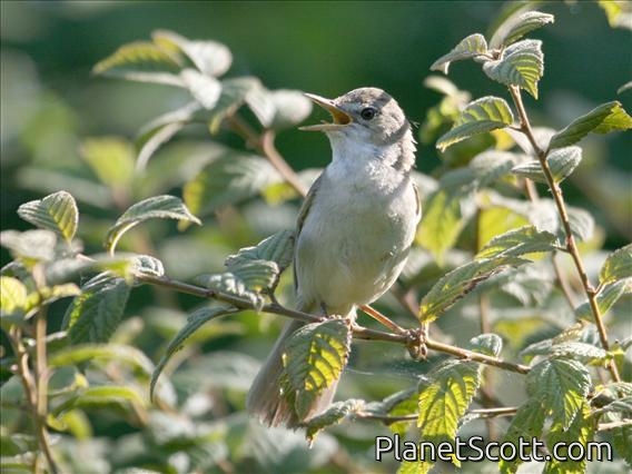 Blyth's Reed-Warbler (Acrocephalus dumetorum) Siberian form