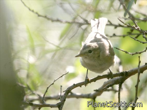 Willow Warbler (Phylloscopus trochilus)