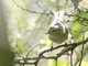 Willow Warbler (Phylloscopus trochilus)